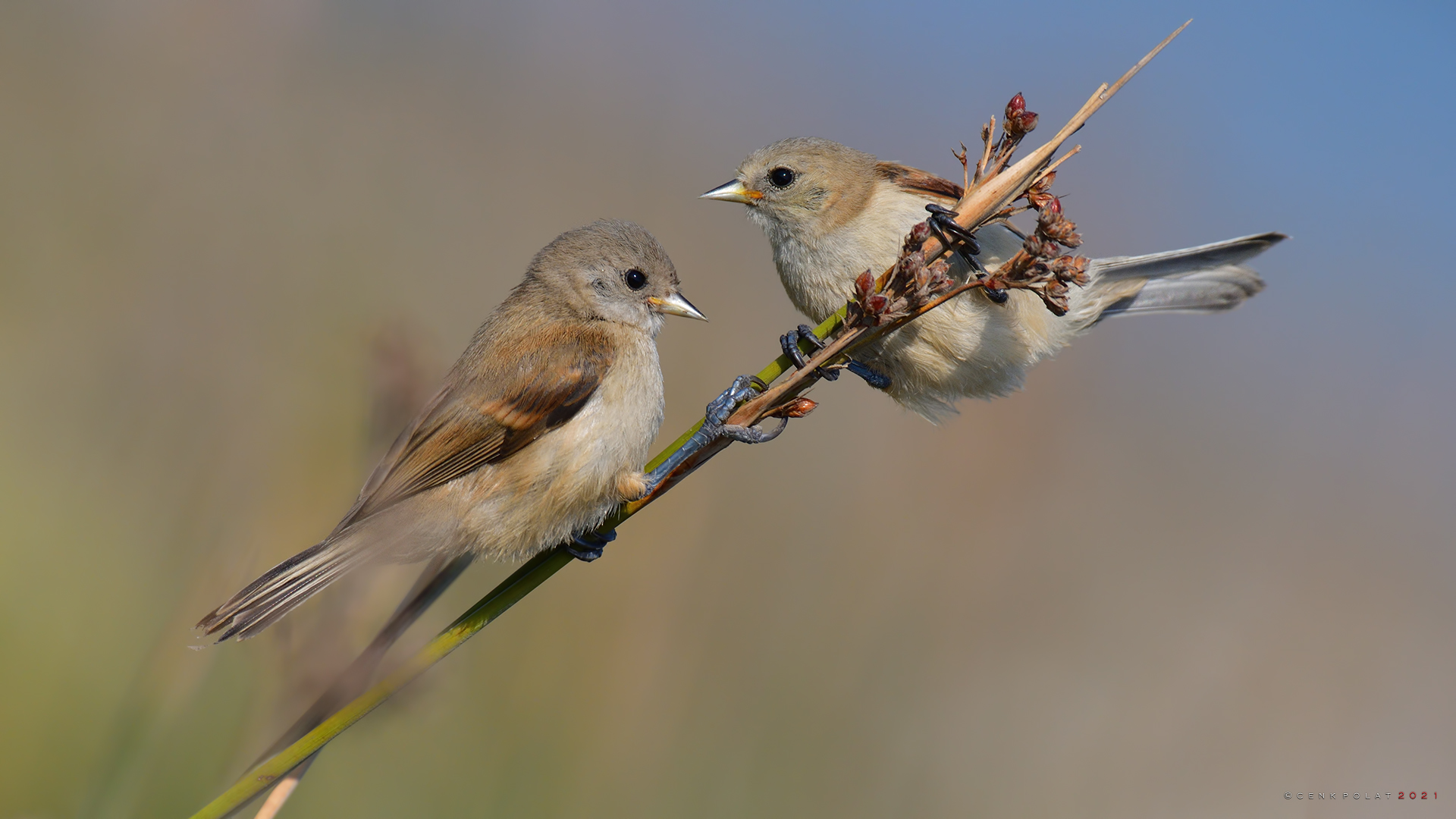 Eurasian Penduline-Tit